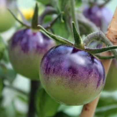 Paradajka Blueberry - Solanum lycopersicum - semená - 6 ks