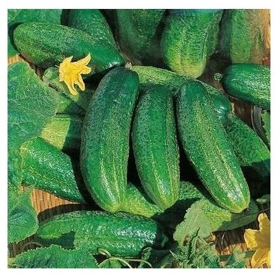 Uhorka Charlotte F1 - Cucumis sativus - semená - 6 ks