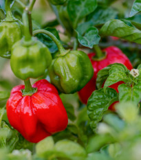 Chilli Scotch Bonnet červené - Capsicum chinense - semená - 6 ks