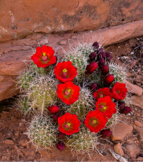 Kaktus - Echinocereus triglochidiatus - semená - 8 ks