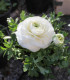 Iskerník plnokvetý biely - Ranunculus asiaticus - cibuľoviny - 3 ks