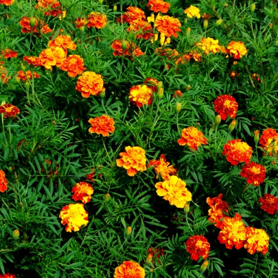 Aksamietnica vysoká zmes - Tagetes erecta - semená - 0,3 g