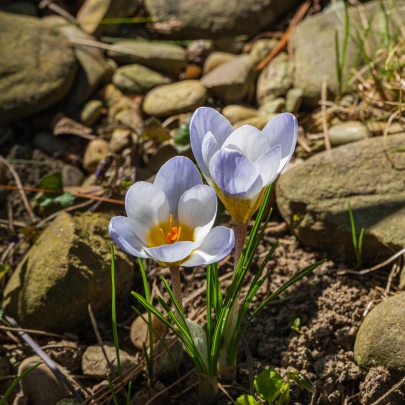 Krókus Blue Pearl - Crocus chrysanthus - cibuľoviny - 3 ks