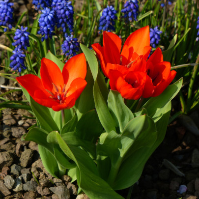 Tulipán viackvetý praestans Zwanenburg var. - Tulipa - cibuľoviny - 3 ks