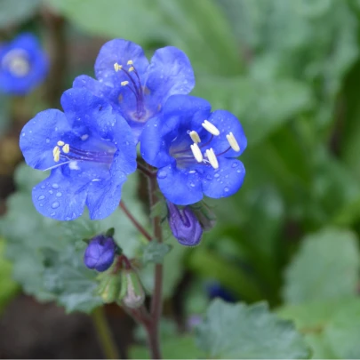 Sväzenka modrá - Phacelia campanularia - semená - 800 ks