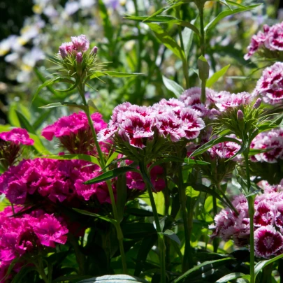 Klinček bradatý plnokvetý zmes - Dianthus barbatus - semená - 250 ks