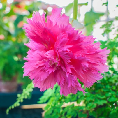 Begónia ružová rozstrapkaná - Begonia fimbriata - cibuľoviny - 2 ks