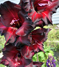 Gladiol Black Star - Gladiolus - cibuľoviny - 3 ks