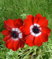 Sasanka Hollandia - Anemone - cibuľoviny - 3 ks