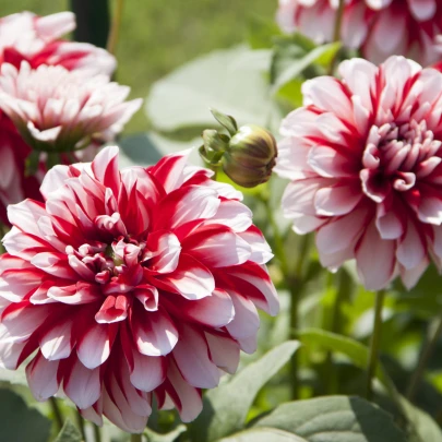 Georgína Jamaica - Dahlia hybrida - cibuľoviny - 1 ks