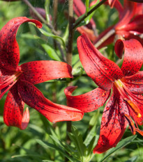 Ľalia Red Tiger - Lilium - cibuľoviny - 1 ks