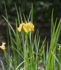 Kosatec sieťkovaný Danforda - Iris reticulata - cibuľoviny - 3 ks