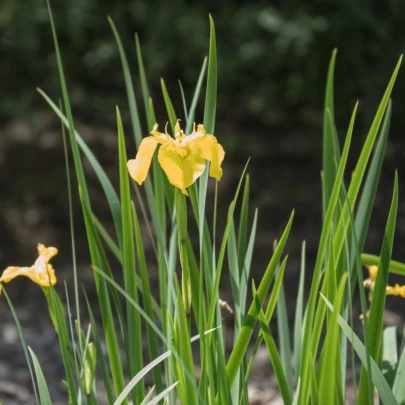 Kosatec sieťkovaný Danforda - Iris reticulata - cibuľoviny - 3 ks