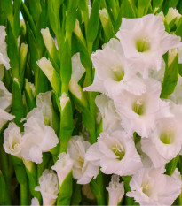 Gladiola White Prosperity - Gladiolus - cibuľoviny - 3 ks