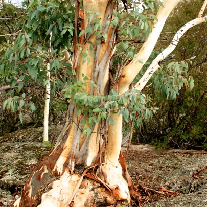 Eukalyptus Pauciflora - Blahovičník - Eucalyptus pauciflora - semená - 8 ks