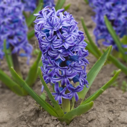 Hyacint Delft Blue - Hyacinthus - cibuľoviny - 1 ks