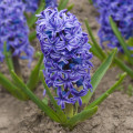 Hyacint Delft Blue - Hyacinthus - cibuľoviny - 1 ks