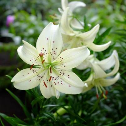 Ľalia White tiger - Lilium - cibuľoviny - 1 ks