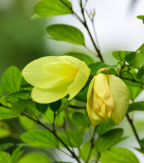 Bauhinia plstnatá - Bauhinia tomentosa - semená - 4 ks