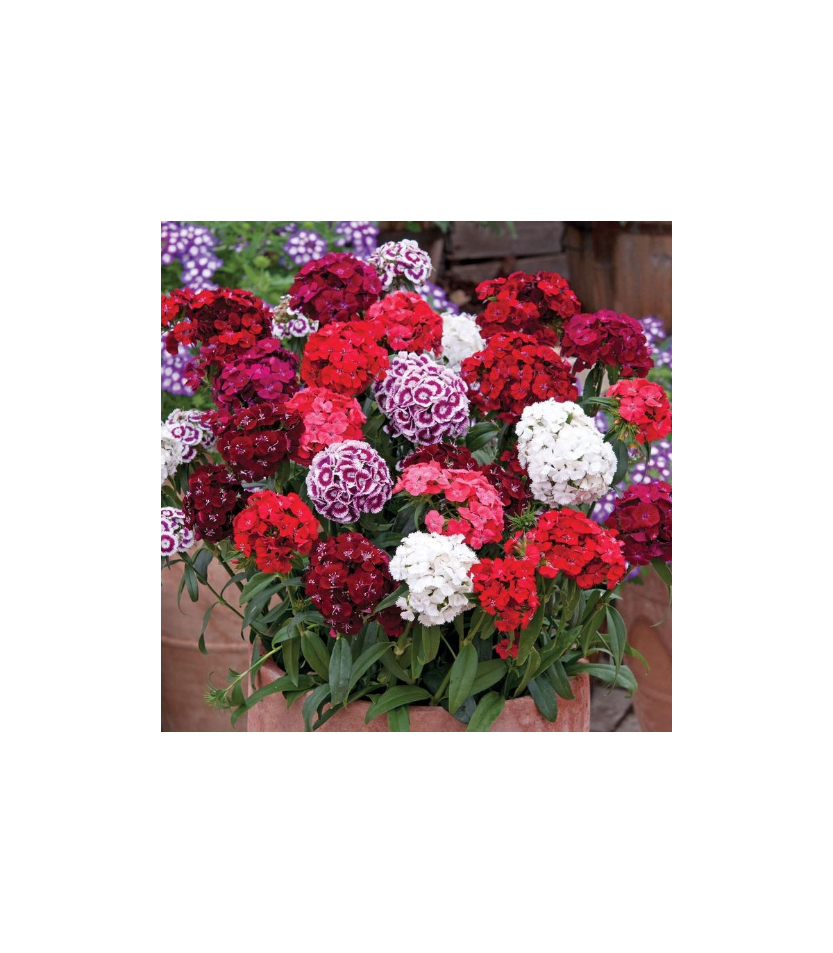 Klinček bradatý Sweet William Shakespeare - Dianthus barbatus - semená Klinčeku - 0,2 gr