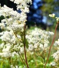 Túžobník brestový - Filipendula ulmaria - semená - 8 ks