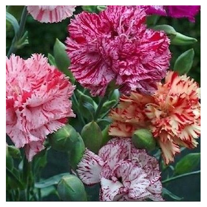Klinček Karafiát - Mix farieb - Dianthus caryophyllus - semená - 130 ks