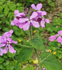 Mesačnica dvojročná fialová -Lunaria biennis - semená - 50 ks