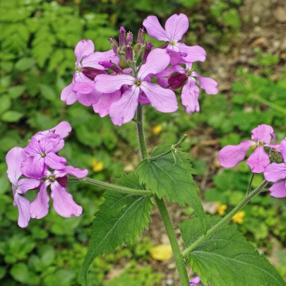 Mesačnica dvojročná fialová -Lunaria biennis - semená - 50 ks