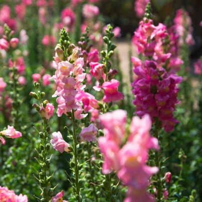 Papuľka väčšia - Antirrhinum majus - semená - 400 ks