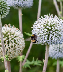 Bielotŕň guľatohlavý - Echinops sphaerocephalus - semienka - 6 ks