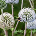 Bielotŕň guľatohlavý - Echinops sphaerocephalus - semienka - 6 ks