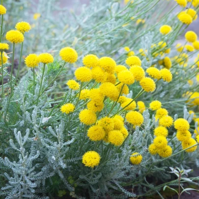 Santolina cypruštekovitá - Santolina chamaecyparissus - semená - 5 ks