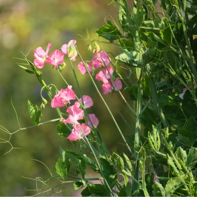 Hrachor voňavý kráľovský lososovo ružový - Lathyrus odoratus - semená - 20 ks