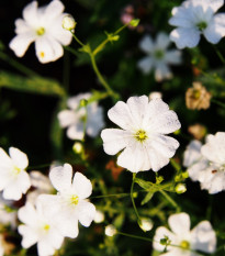 Šater biely elegantný - Gypsophila elegans - semená - 200 ks