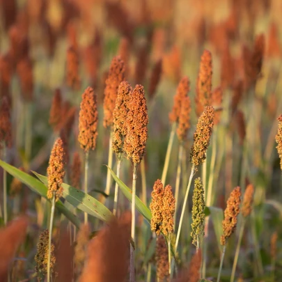 Cirok obyčajný - Sorghum bicolor - semená - 10 ks