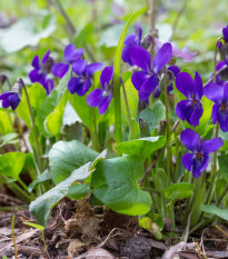 Fialka voňavá Kráľovná Šarlota - Viola odorata - semená - 50 ks