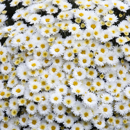 Margaréta biela - Chrysanthemum leucanthemum max - semená - 0,4 g