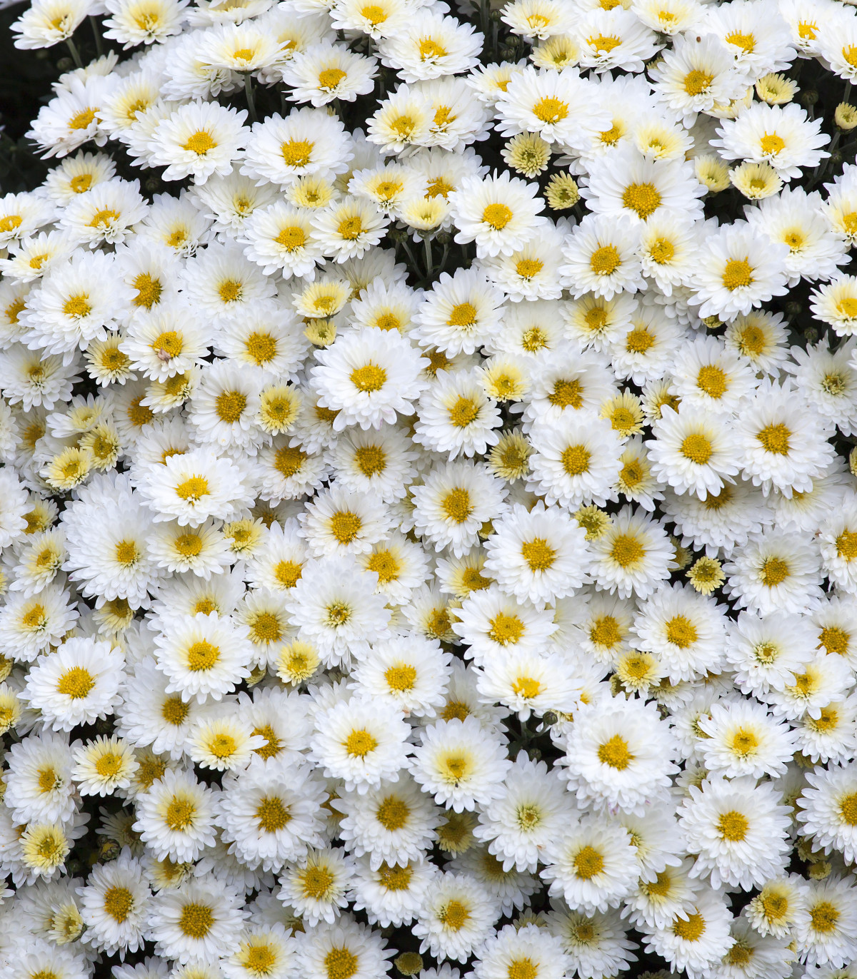 Margaréta biela - Chrysanthemum leucanthemum max - semená - 0,4 g