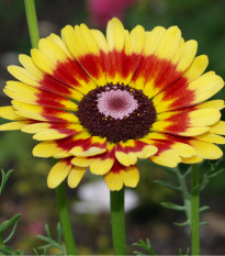 Margaréta zmes - Chrysanthemum carinatum - semená -100 ks