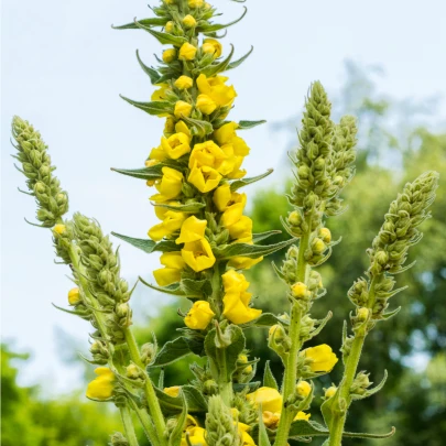 Divozel malokvetý - Verbascum thapus - semená - 0,02 g