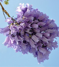 Žakaranda mimózolistá - Jacaranda mimosifolia - semená - 6 ks