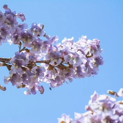 Paulovnia catalpifolia - Paulownia - semená - 15 ks