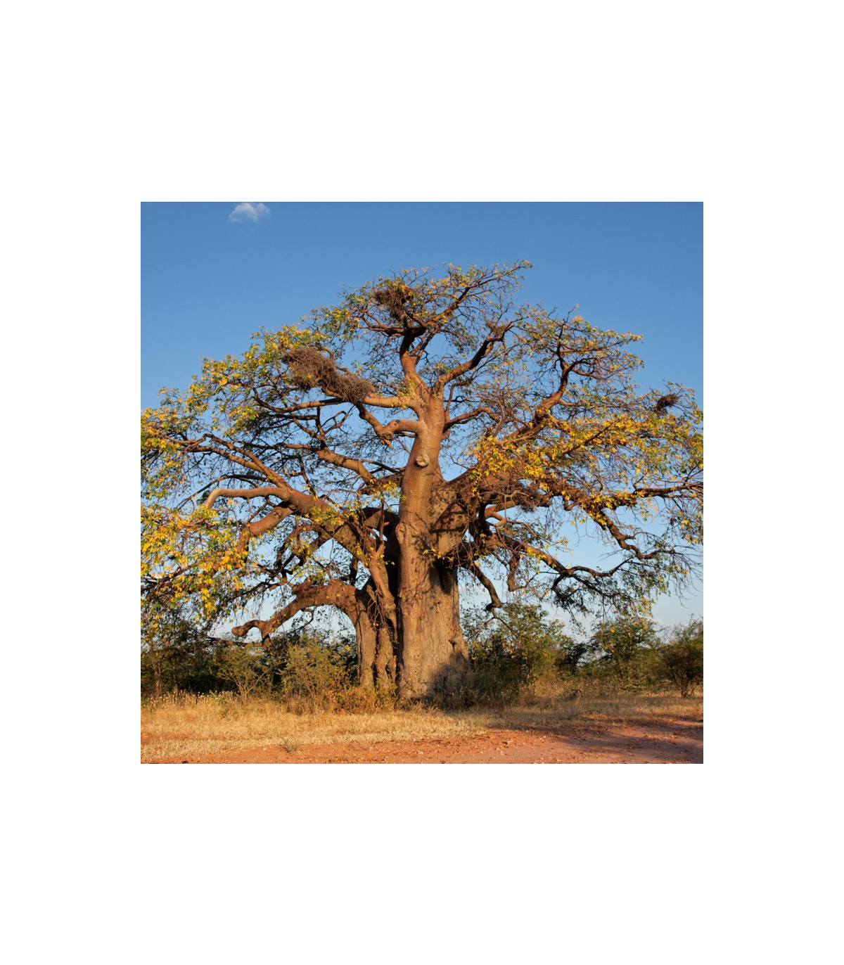 Baobab africký - Adansonia digitata - semená - 3 ks