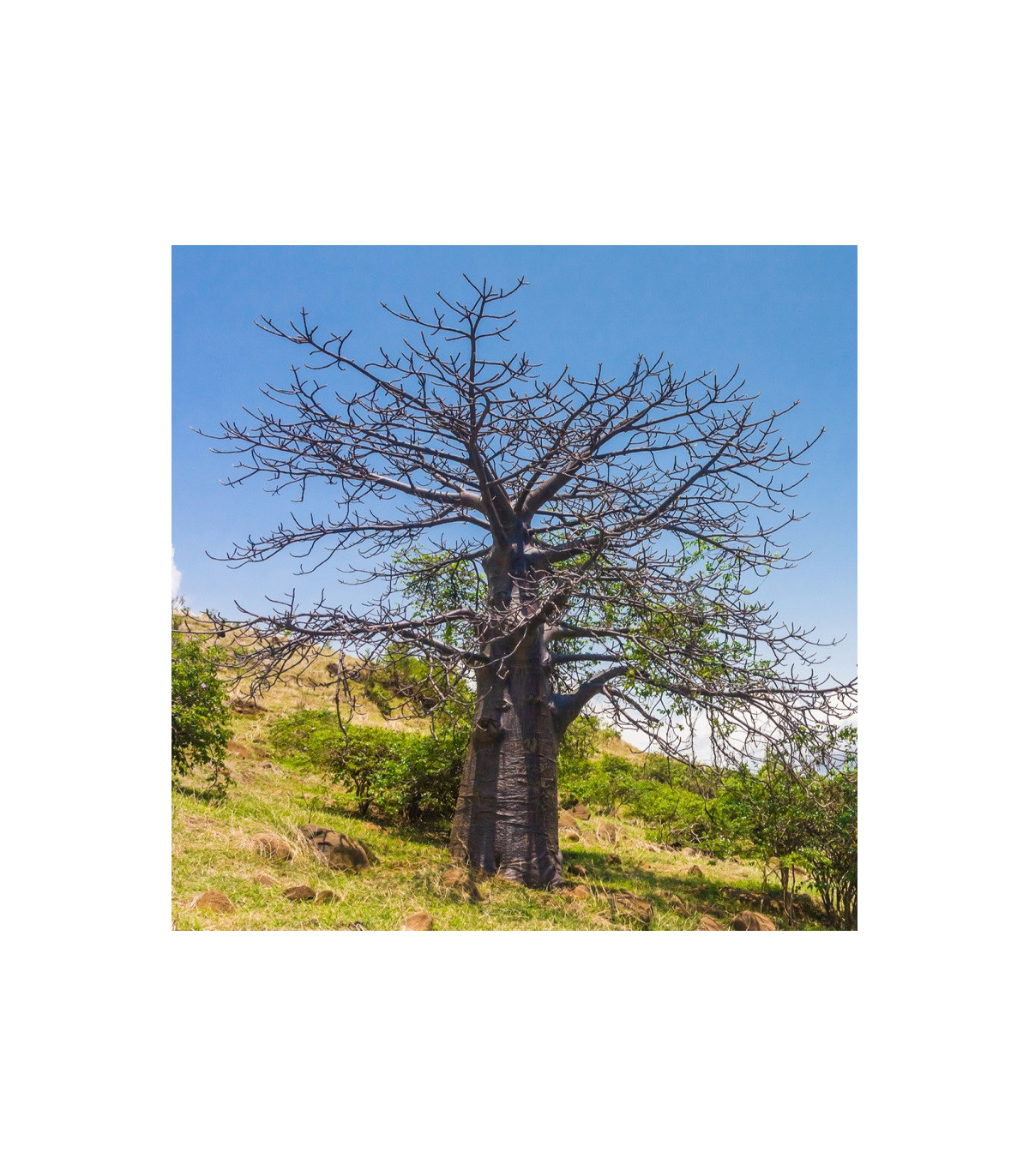 Baobab suarézsky - Adansonia suarezensis - semená - 2 ks