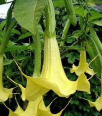 Brugmansia žltá - Brugmansia sp - predaj semien - 5 ks