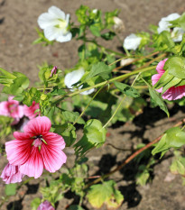 Slez trojklaný zmes farieb - Malope trifida - semená - 30 ks