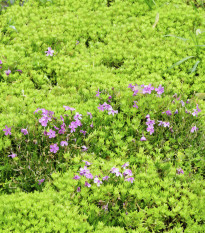 Arábka úzkolistá Spring Charm - Arabis blepharophylla - semená - 30 ks