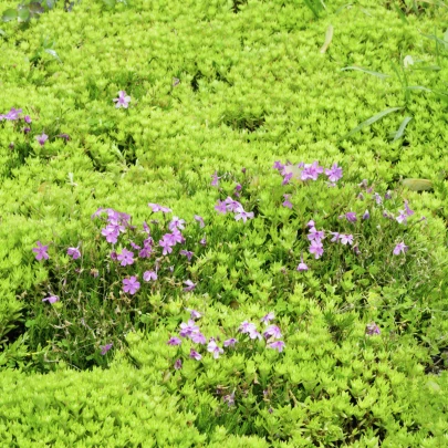 Arábka úzkolistá Spring Charm - Arabis blepharophylla - semená - 30 ks