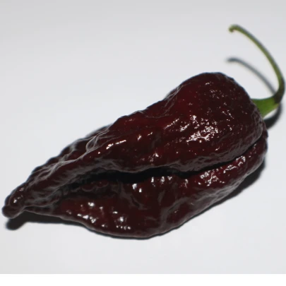 Chilli Trinidad Scorpion Moruga Chocolate - Capsicum chinense - semená - 5 ks