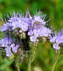 Facélia vratičolistá - Phacelia tanacetifolia - semená - 50 ks